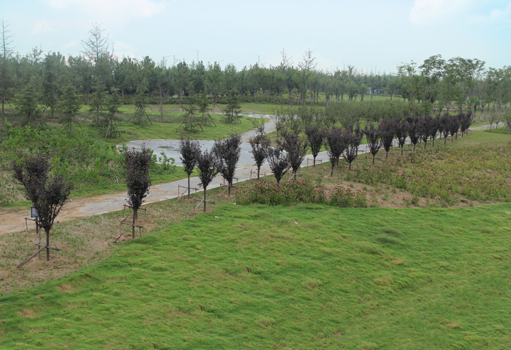 昆山梅河支流生态修复绿化工程